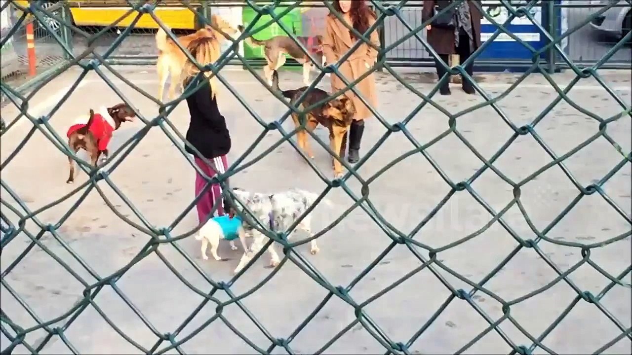 Dogs play in the park