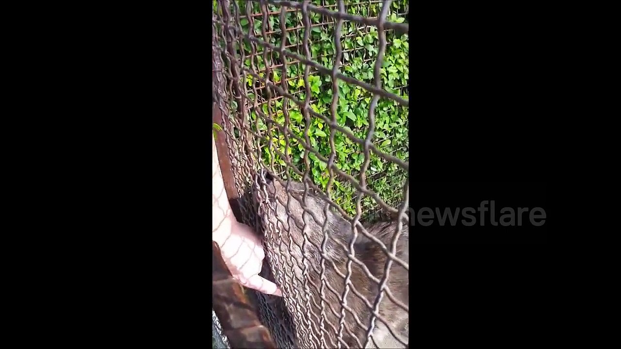 Man pats wolf at zoo