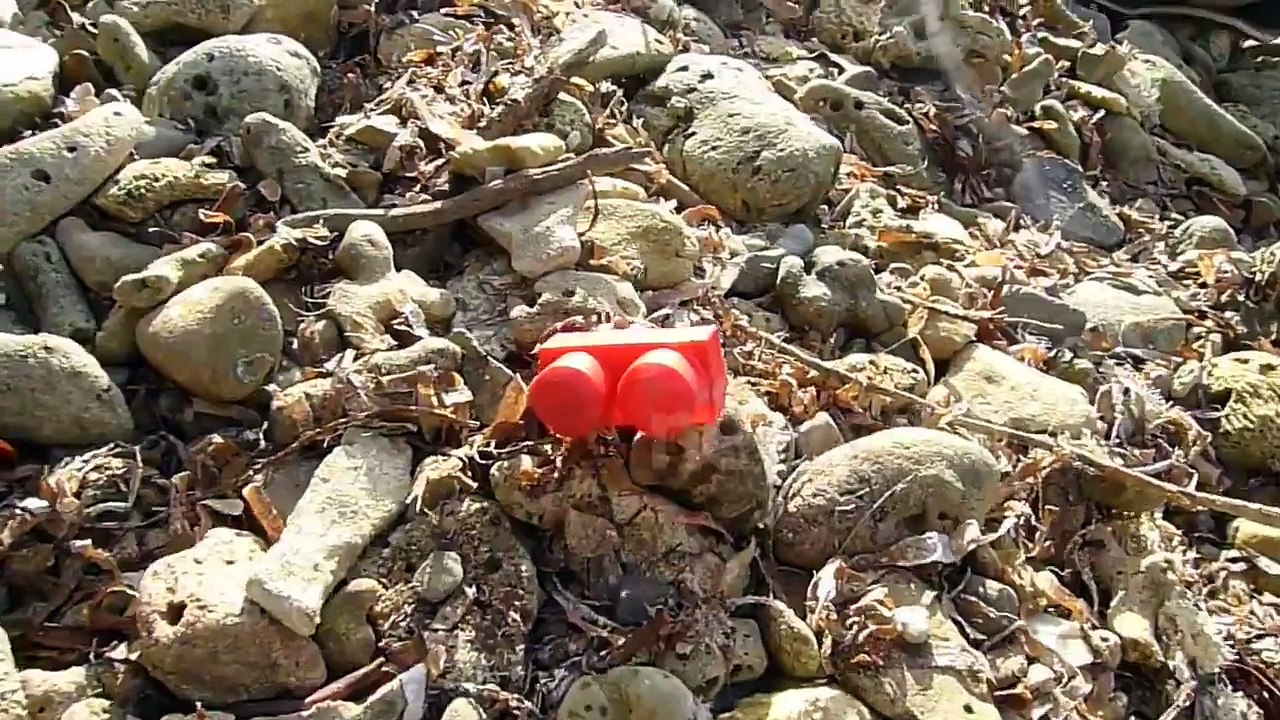 Hermit crab borrows lego block as shell