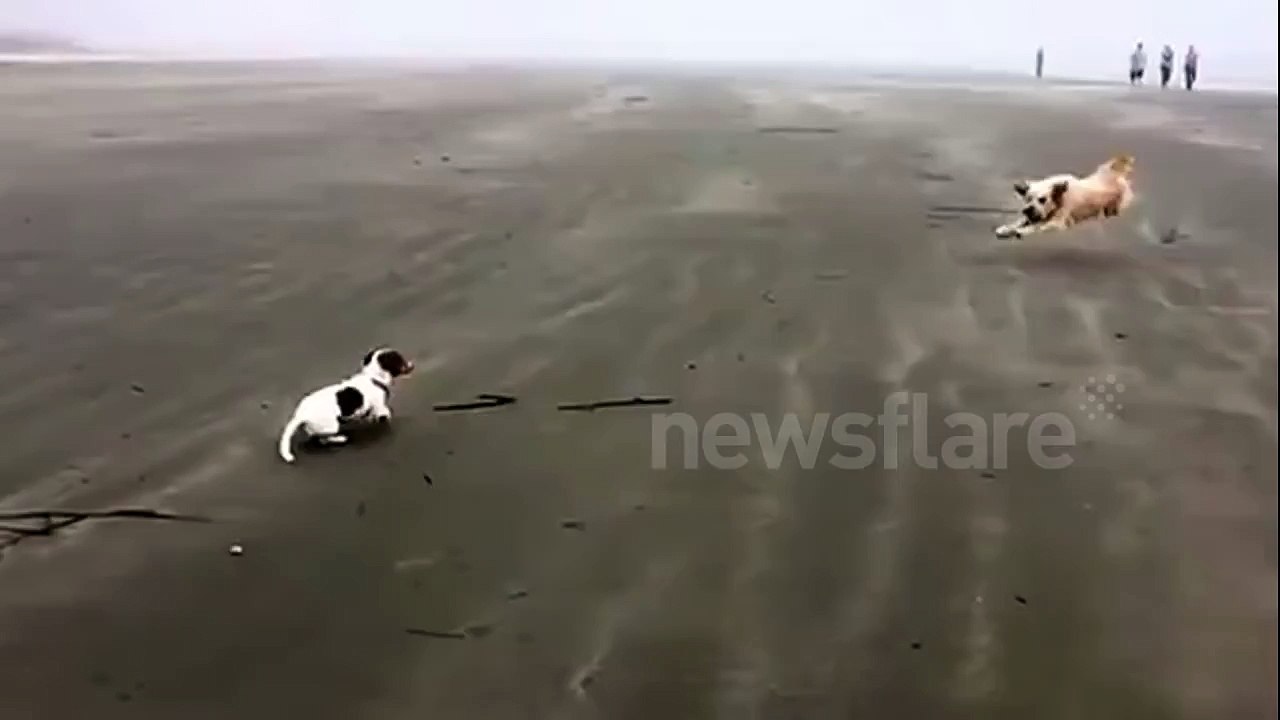 Hilarious dog collision