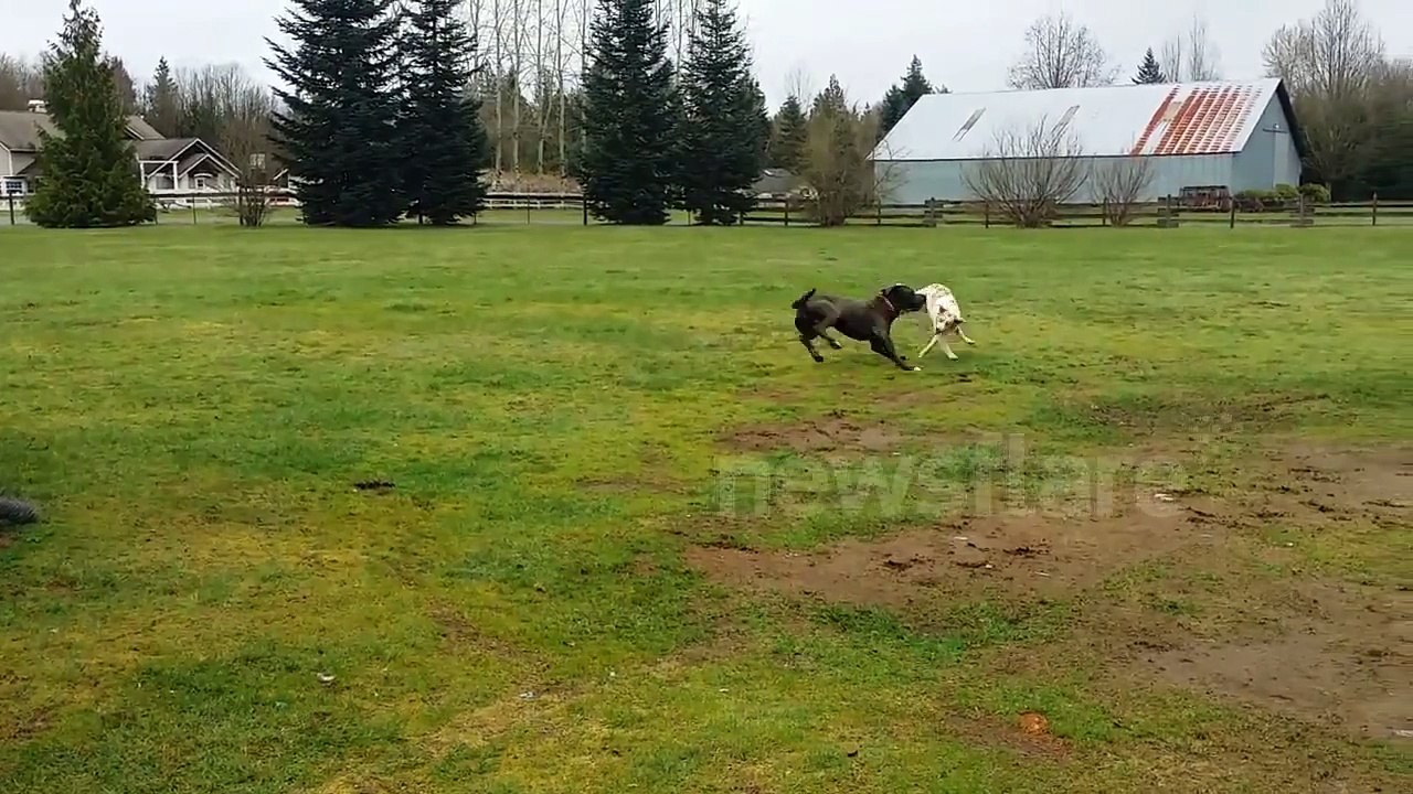 Dog takes down huge mastiff