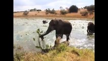 Elephants crossing a river