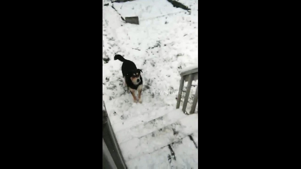 Dog catches snow