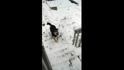 Dog catches snow