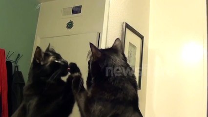 Cat Kissing Own Reflection!