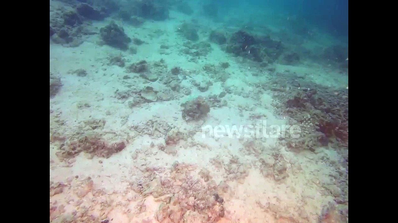 Octopus transforms after being scared