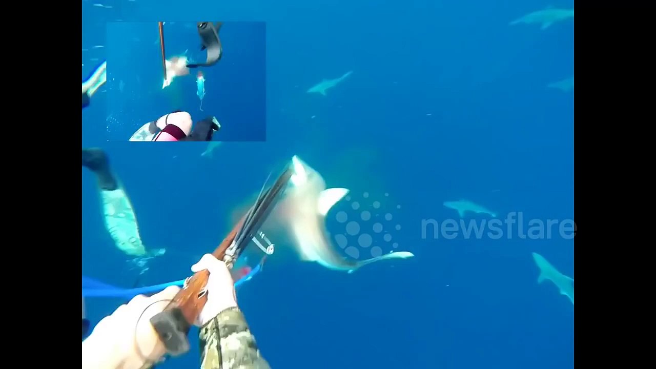 Sharks attack speargun