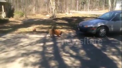Dog Playing w/ Frisbee on Concrete