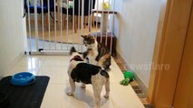 French Bulldog puppy tries to play with cat