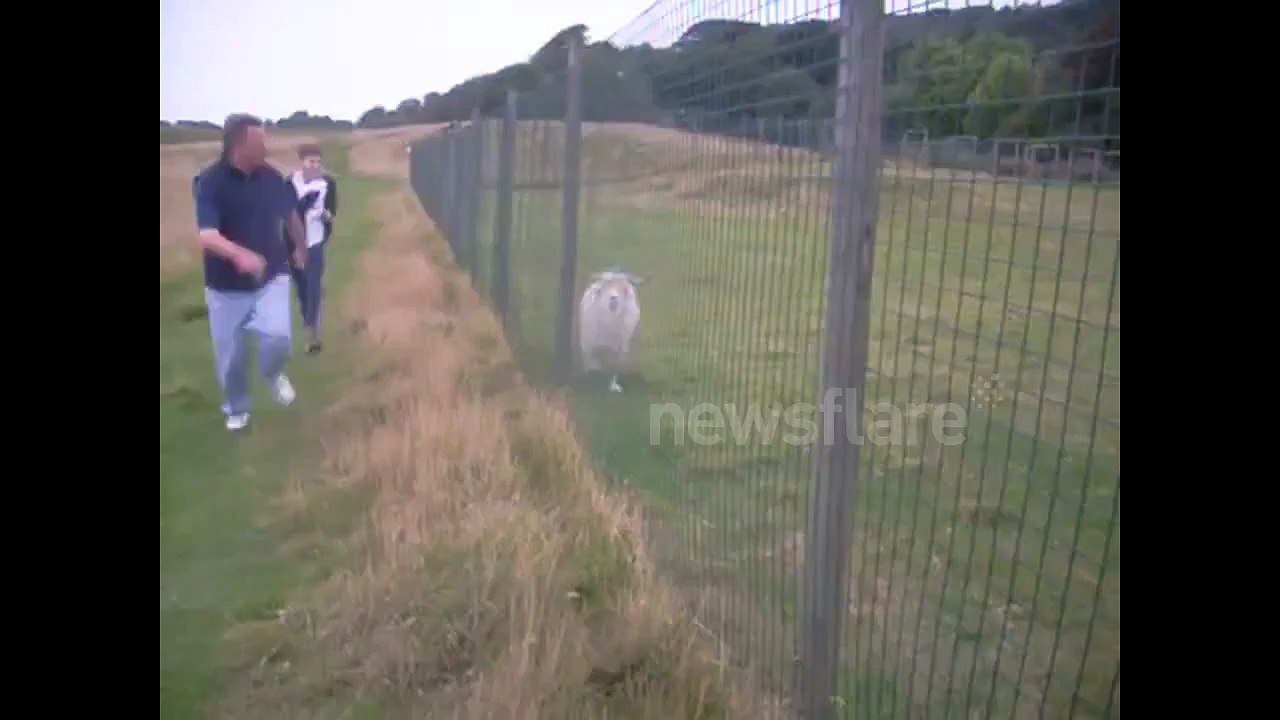 Crazy Goat attacked by Llama