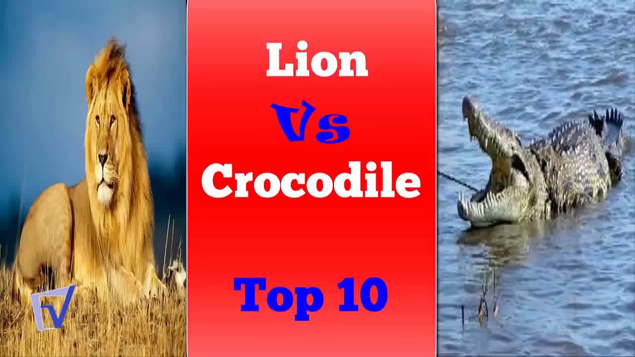 leone vs coccodrillo migliore attacca HD