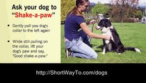 Home dog training lessons: how to train a dog video course