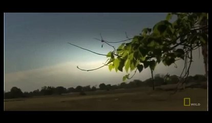 Lions Documentary Animal Planet - Lions Documentary National Geographic - Wild Lions Attack 2015