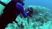 Swimming with Sea Turtles Beautiful Surprises Underwater