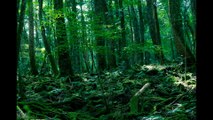 The 5 Most Bizarre and Mysterious Forests on Earth  Amazing Earth