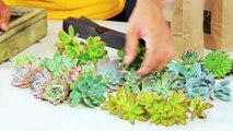How To Make A Living Picture Frame With Succulents
