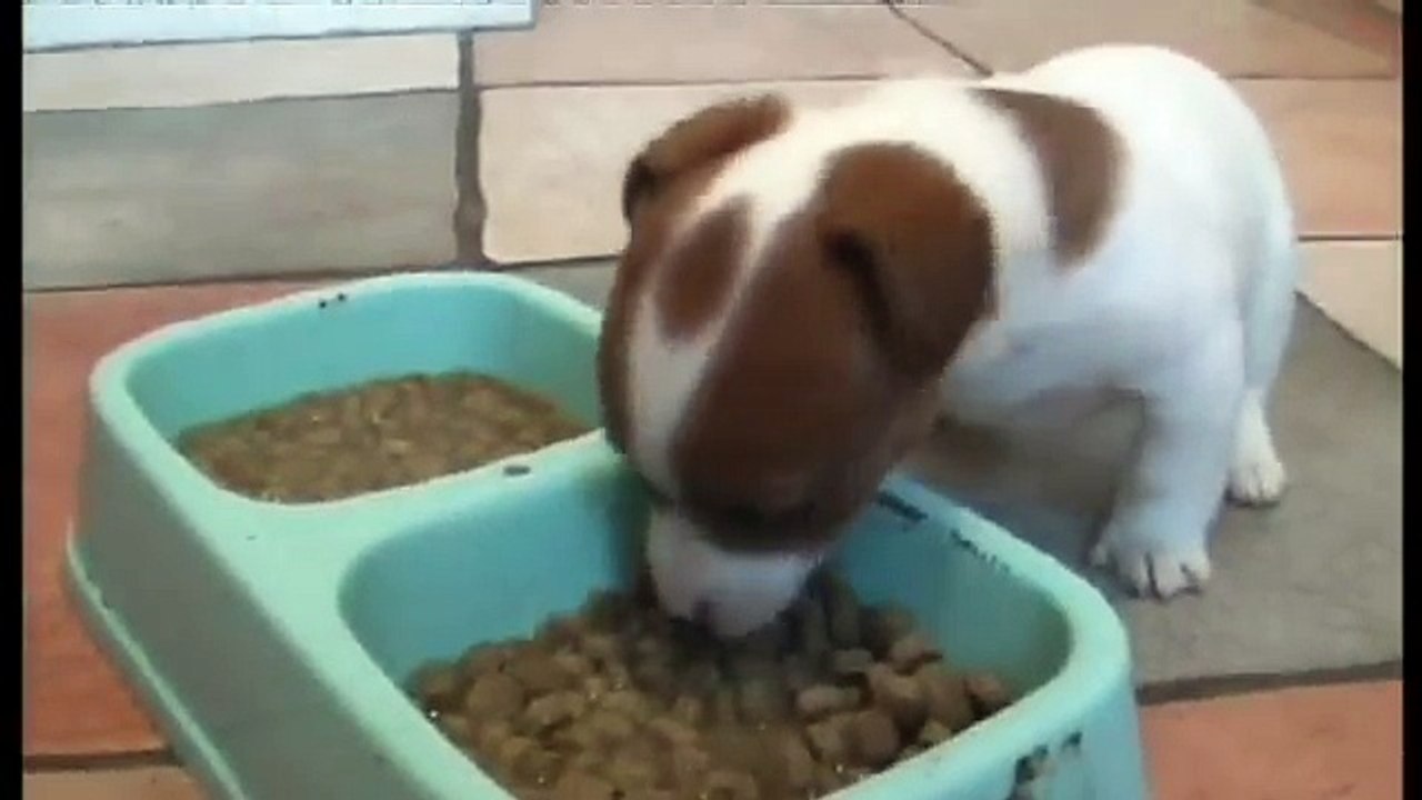 MINIATURE JACK RUSSELL PUPS