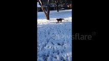 Dog retrieves newspaper in snow