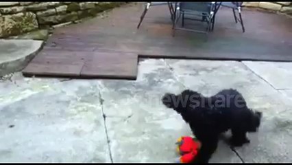 Dog chums have playful fight over dog toy