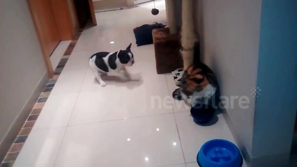 Cat is master at ignoring excited puppy