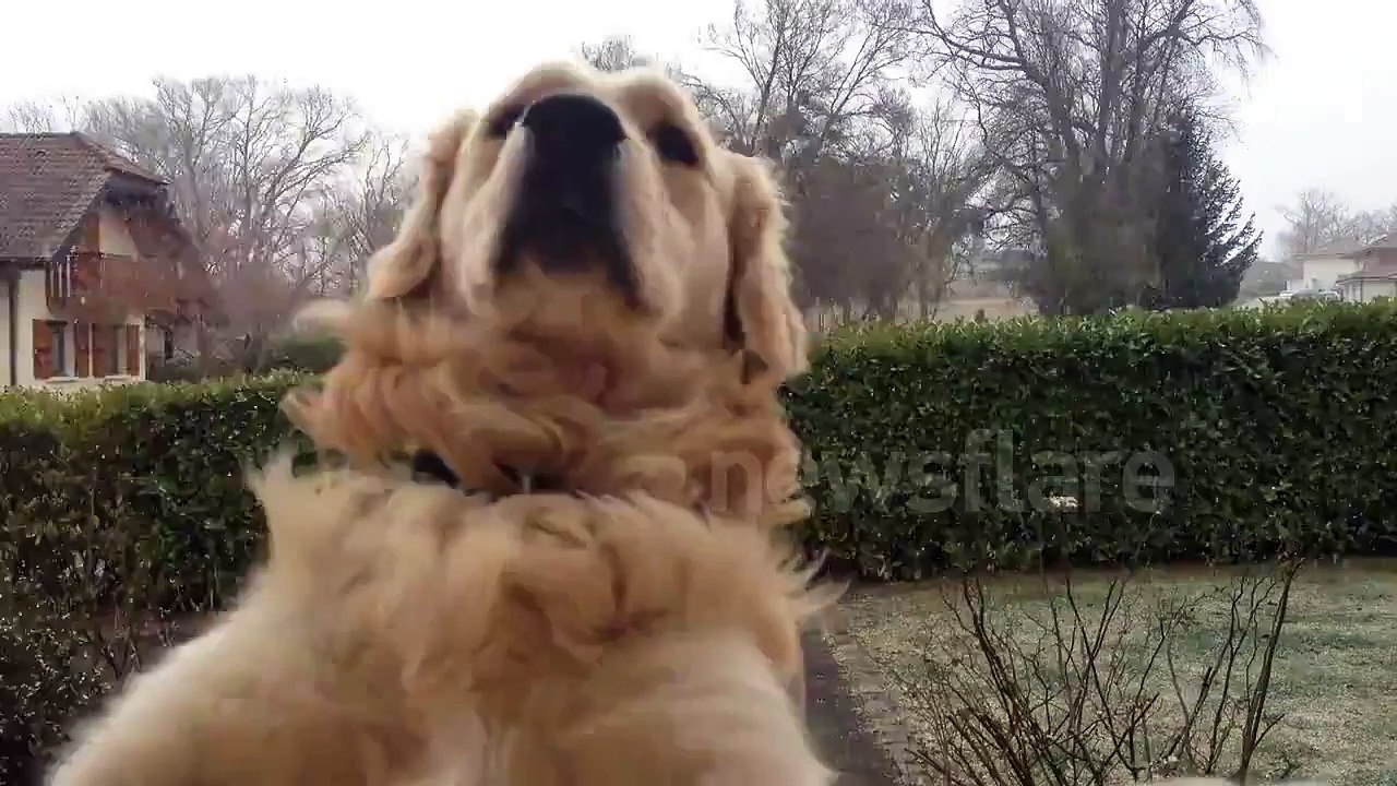 Olaf the curious puppy!