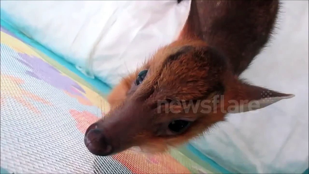 Pet deer drinks milk