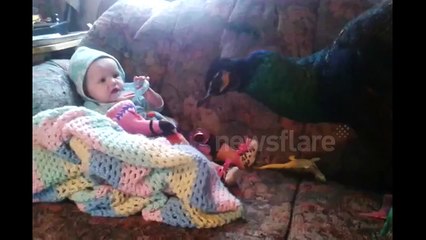 Baby and peacock lounge on couch