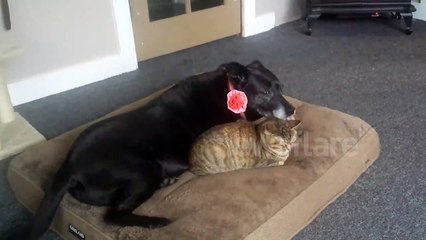 Dog washes cat with its tongue