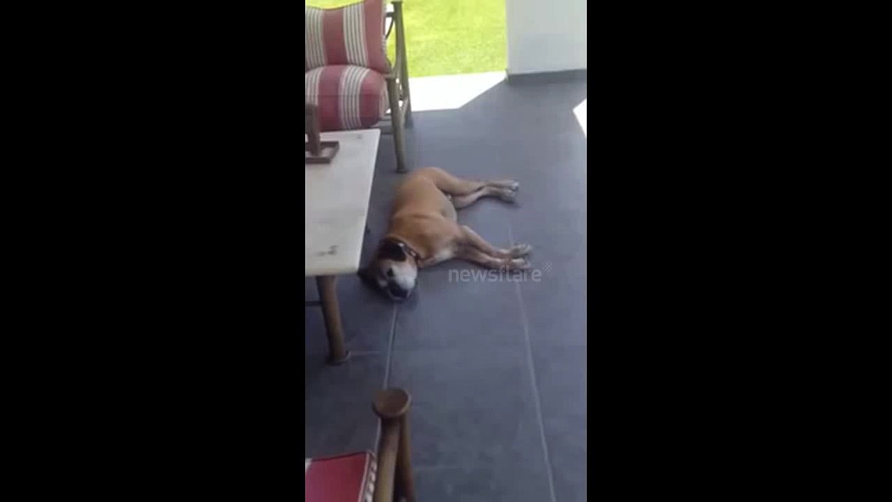 Dog runs while dreaming
