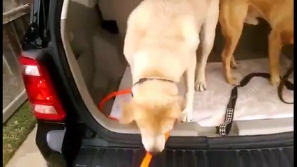 Dog moves lead to allow car door to be shut