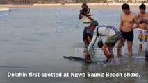 Dolphin Rescue at Ngwe Saung Beach, Myanmar (Burma)