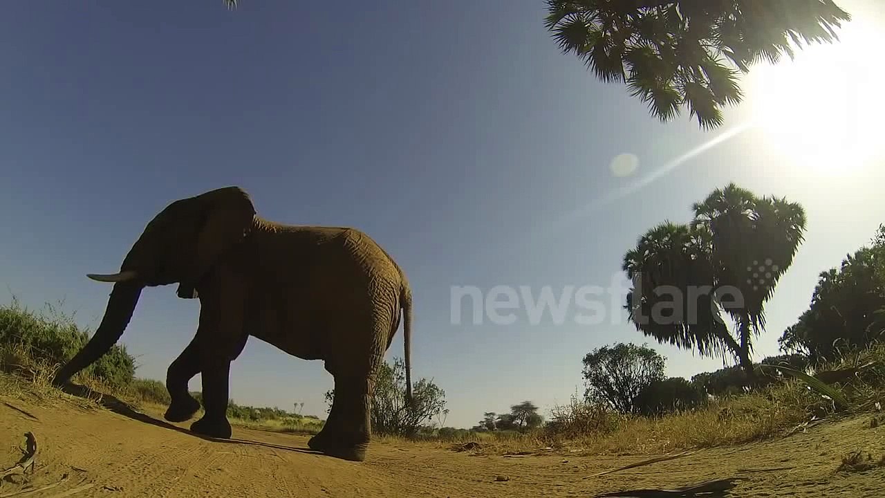 GoPro stomped on by rogue bull elephant and survives!
