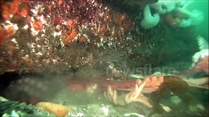 Giant Octopus. The Dance of the Giants.