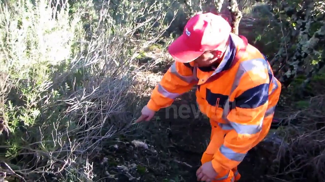 Dog rescued from hole