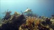 Open ocean shark diving