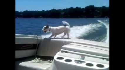 Dog falls off boat