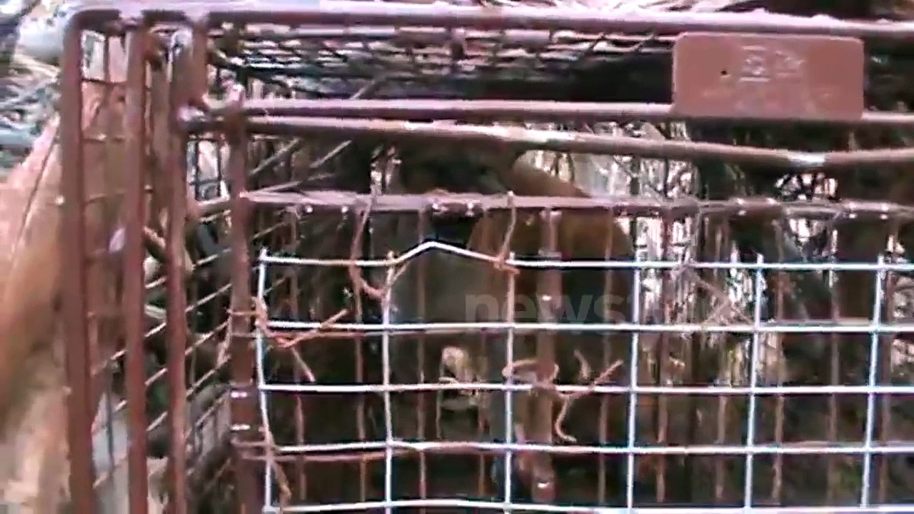 Mountain lion caught in hunter's trap