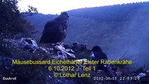 Mäusebussard, Eichelhäher, Elster, Rabenkrähe / 6.10.2012 / Teil 1  © Lothar Lenz