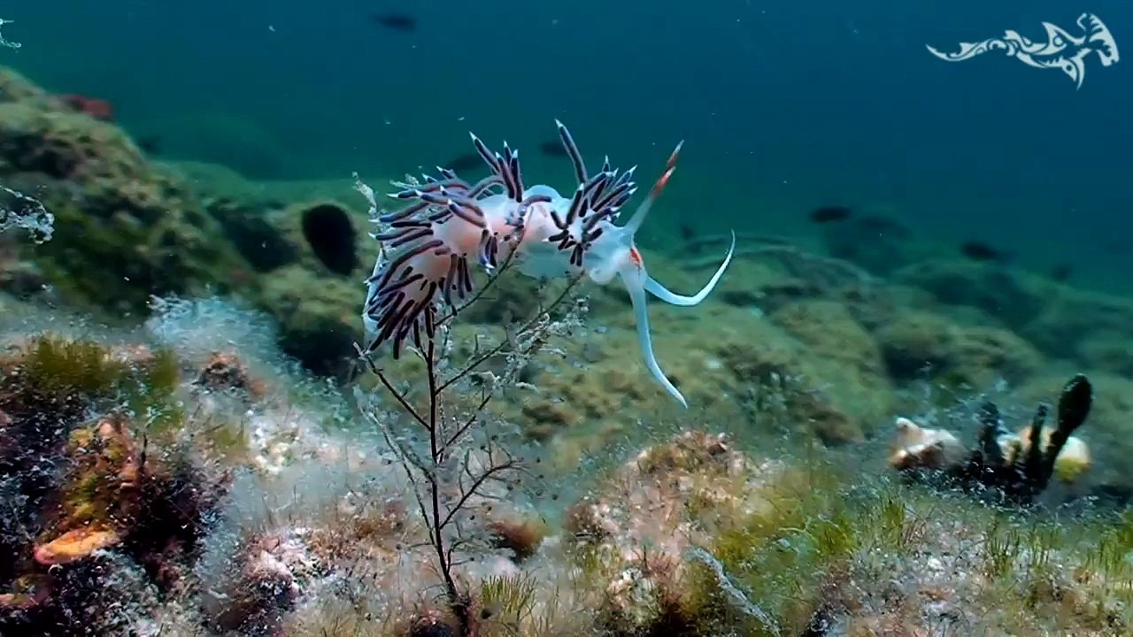 Endangered Dusky groupers in the only mediterranean Coral Reef (Mljet, Croatia)