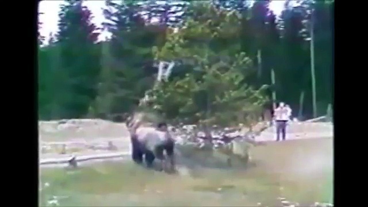 When Animals Attack Caught on Tape or Video or Film Top 10