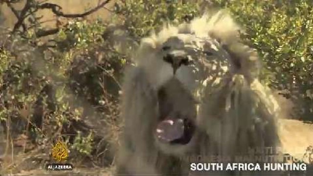 On Al Jazeera: Haiti polls, Indonesia's chronic malnutrition problem, Trophy hunting in Africa