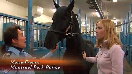 Police Horses in Mount Royal Park, Montreal