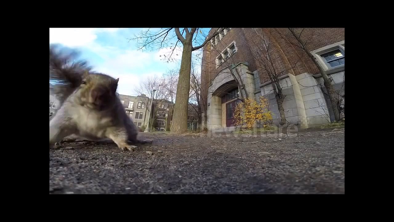 Squirrel steals GoPro and carries it up a tree