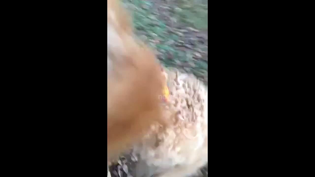 Clumsy dog stumbles into tree