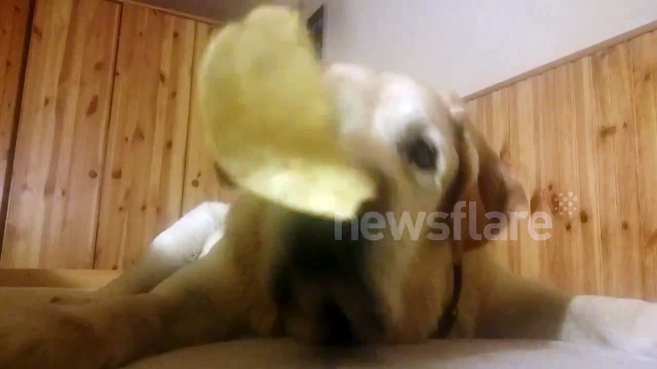 Dog eats chips