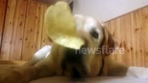 Dog eats chips