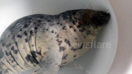 Cute seal sleeping under water