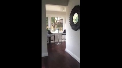 Squirrel becomes confused by the concept of windows