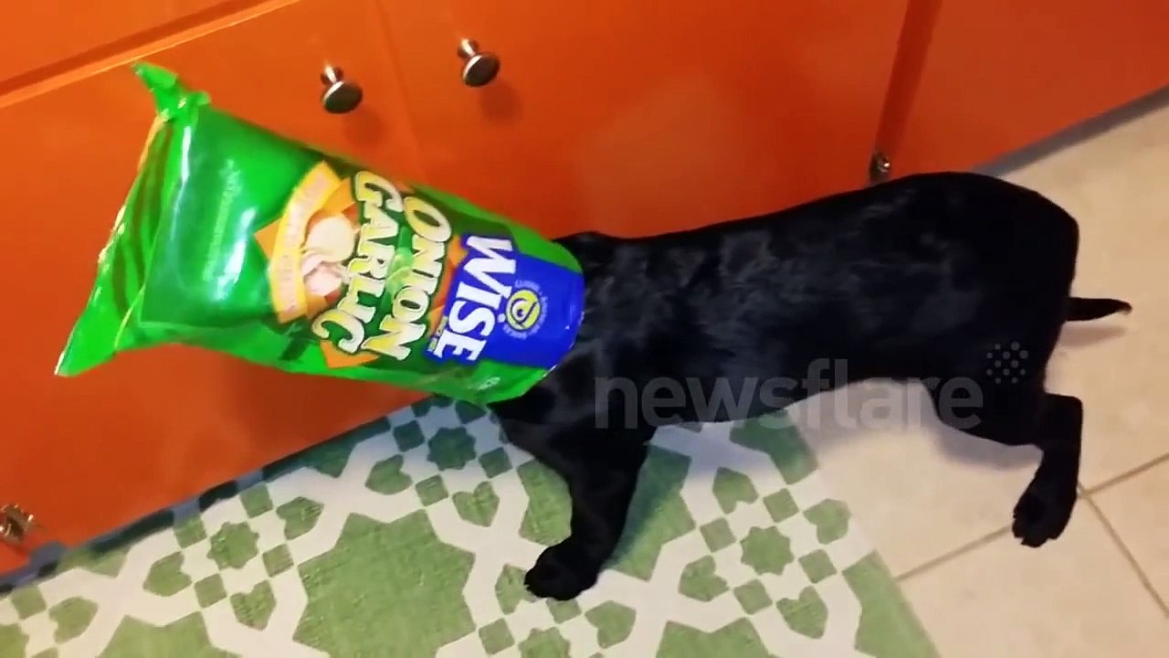 Labrador puppy gets head stuck in crisp packet
