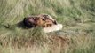 Donna Nook Lincolnshire Mummy and Baby seal